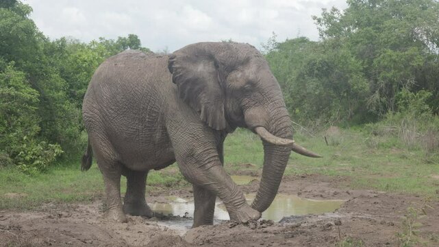 African Elephant