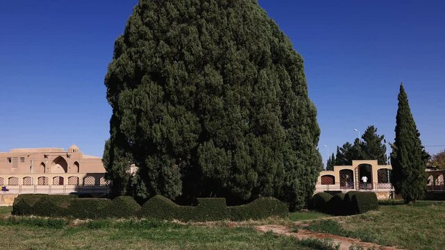 Zoroastrian cypress Sarv 4500 years old, in the province of Yazd. Iran. The second oldest tree in the world. The Sarve-e-Abarkouh cypress, also known as the Zoroastrian tree, the oldest tree in Iran