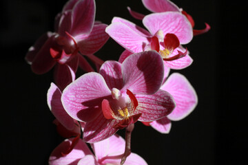 Pink Phalaenopsis orchids in bloom against a dark background. The sunlight illuminates the delicate petals and the vibrant red centers.