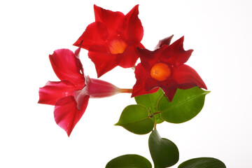 Dipladenia,  Mandevilla sanderi