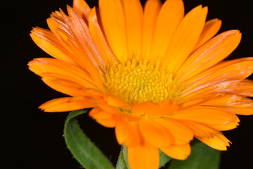 Ringelblume, Calendula officinalis