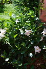 Dipladenia,  Mandevilla sanderi