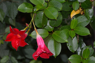 Dipladenia,  Mandevilla sanderi