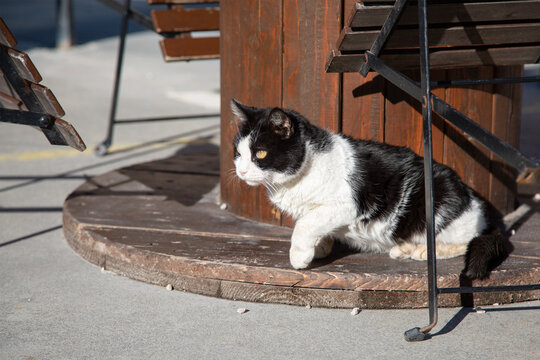 A black and white cat is peacefully sitting on a wooden table