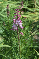 Diptam,  Dictamnus albus