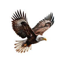 Obraz premium Majestic Bald Eagle in Flight Against a White Background