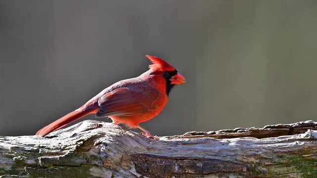 Male Cardinal on a log, slow motion