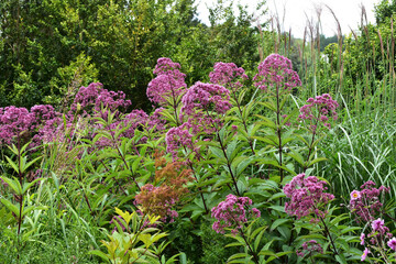 Obraz premium Gefleckter Wasserdost, Eupatorium maculatum