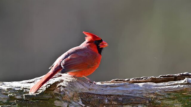 Male Cardinal feeding on a log in winter, slow motion