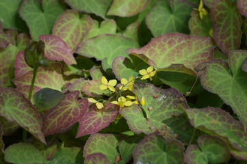 Elfenblume, Algerische, Epimedium perralderianum