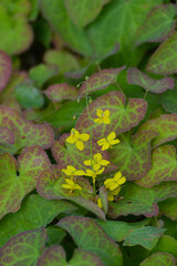 Elfenblume, Algerische, Epimedium perralderianum