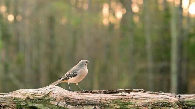 Northern Mockingbird feeding on a log