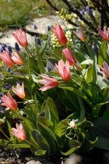 Tulpen, Botanische Tulpe, Tulipa spp. rote, rotweiße Blüte
