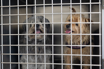 Small dogs resting, panting inside metal cage during veterinary exam