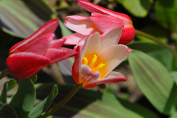 Fototapeta premium Tulpen, Botanische Tulpe, Tulipa spp. rote, rotweiße Blüte