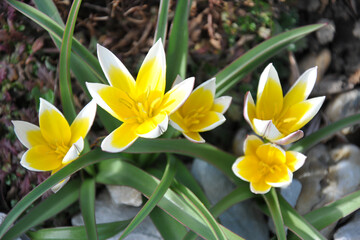 Fototapeta premium Tulpen, Botanische Tulpe, Tulipa tarda