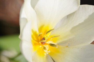 Obraz premium Tulpen, Zwergtulpe, Blütendetail