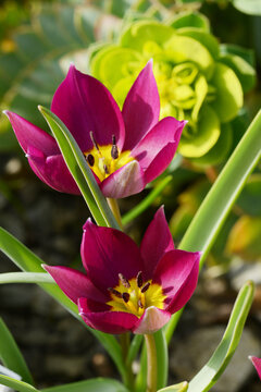 Tulpen,  Tulipa spp., Wildtulpe, Tulipa humilis, Odalisque