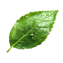 Isolated Green Leaf with Water Droplets