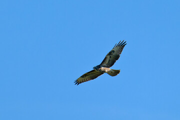 Mäusebussard im Flug	