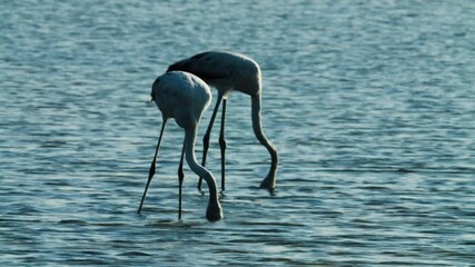 Shots of flamingos on Nurana island