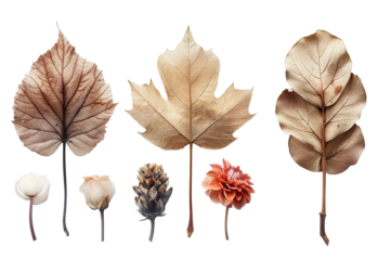 Dry leaves and flowers arranged for herbarium collection showcase natural beauty