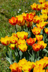 Tulpen,  Tulipa spp. Garten-Tulpe,Tulipa gesneriana, Frühling, Frühlingsblumen