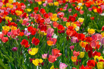 Fototapeta premium Tulpen, Triumph-Tulpen, Tulpenmischung, Frühling, Frühlingsblumen