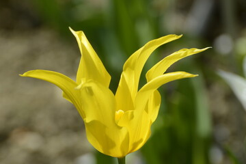 Tulpen, Tulipa spp.,  Lilienblütige Tulpen, Frühling, Frühlingsblumen © Peter Oetelshofen
