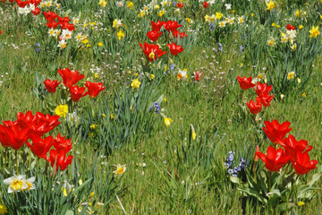 Tulpen,  Tulipa spp. Garten-Tulpe,-Tulipa gesneriana, Narzissen, Hyazinthen, Frühling, Frühlingsblumen