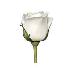 Single White Rose Bud on White Background