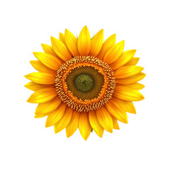 Fototapeta premium Vibrant Sunflower Blossom on White Background