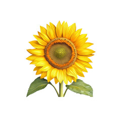 Fototapeta premium Vibrant Single Sunflower with Green Leaves on White Background