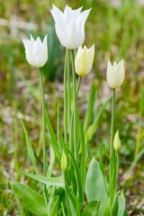 Tulpen,  Lilienbl&uuml;tige Tulpen,  Tulipa spp. Tulipa, Fr&uuml;hling, Fr&uuml;hlingsblumen