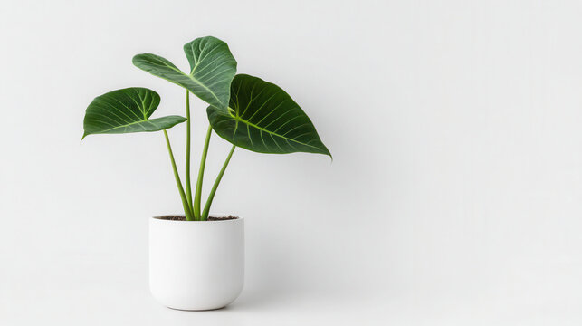 A striking 21h Elephant Ear plant with large arrow-shaped leaves in a white pot enhances the minimalist decor of any modern space