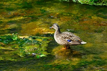 Fototapeta premium Cute duck standing in creek in green nature