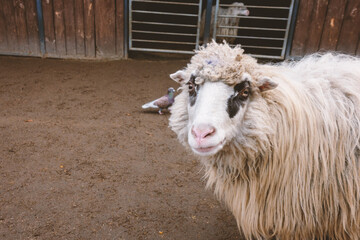 A close-up of a sheep with white wool and a black patch around its eye. The sheep is looking directly at the camera, creating a sense of direct contact.