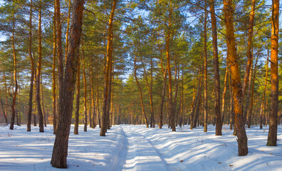 ground road among a forest in a snow at the bright winter day