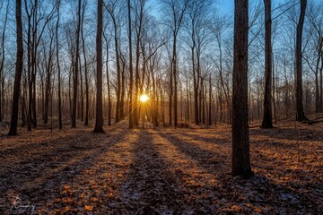 Obraz premium morning forest sunshine, Generative AI