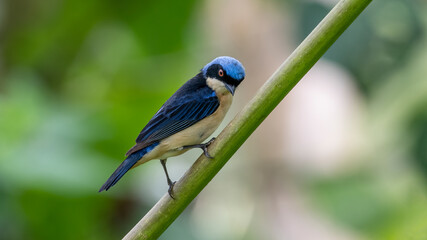 Fawn-breasted tanager, Pipraeidea melanonota, Brazilian bird of the Thraupidae family with the occurrence in the Atlantic Rainforest