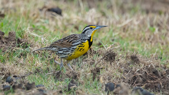 Sturnella neglecta.The western meadowlark is a medium-sized icterid bird that nests on the ground in open grasslands of western and central North America.