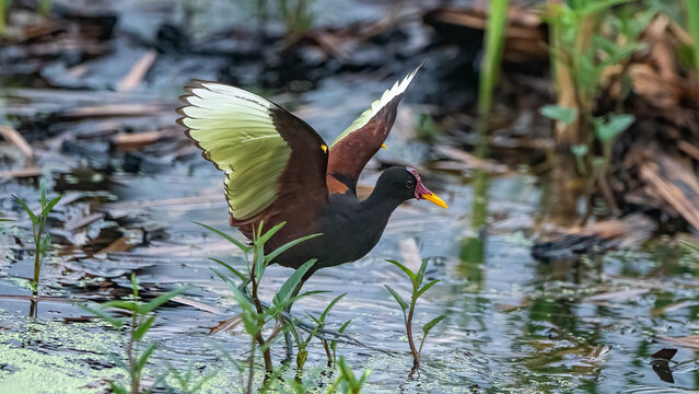 The northern jacana is a bird known as a resident breeder from the coast of Mexico to western Panama and in the Caribbean to Cuba, Jamaica and Hispaniola.