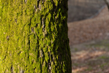 Obraz premium Green Moss Growing on a Tree : A Close-Up of Natural Texture
