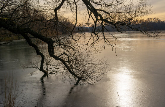 Willow tree frozen on a lake in ice in a winter evening mood landscape scenery