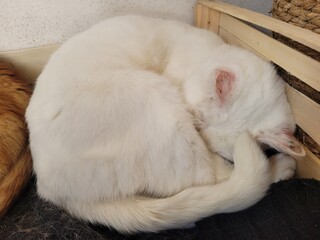 chat en boule © Laurie