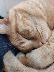 tête de chat © Laurie
