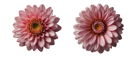 set of pink flowers on a transparent background
