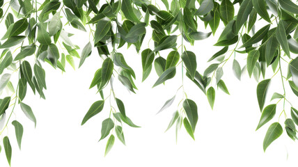 Eucalyptus Branches Isolated on White