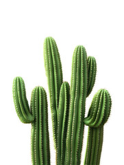 Isolated Tall Green Cactus