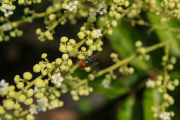 green flies that land on longan flowers